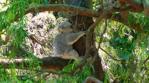 Australien Meine Mama           